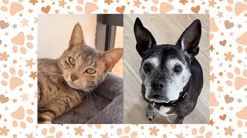 Wet Nose Wednesday: Kira the cat and Koko the dog