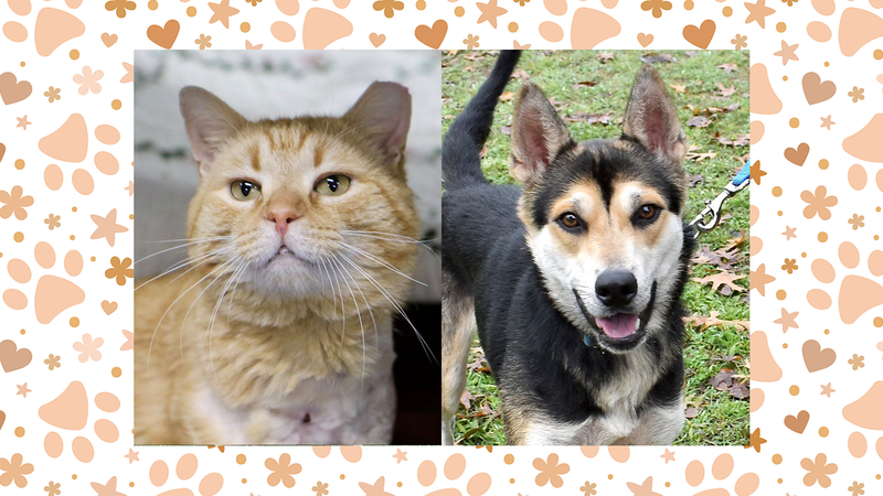 Morris the cat and Phoebe the dog