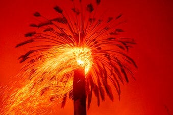 Embers fly from a tree as the Glass Fire burns in St. Helena, Calif., Sunday, Sept. 27, 2020. (AP Photo/Noah Berger)