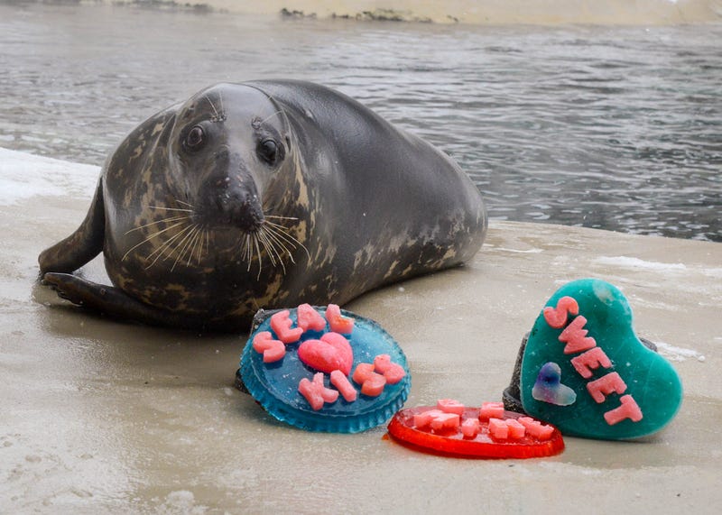 Georgie, one of Brookfield Zoo’s grey seals, poses next to frozen gelatin Valentine’s messages.