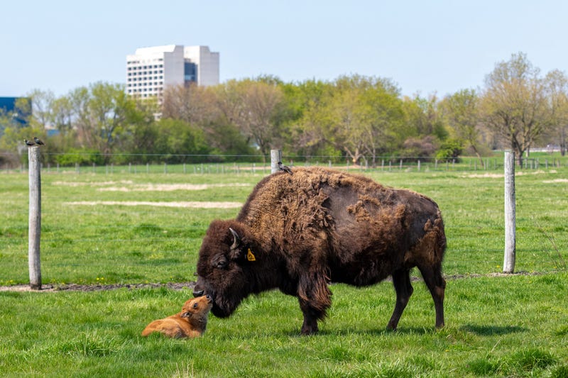 The first baby bison was born this morning at Fermilab, beginning a new season for the herd.