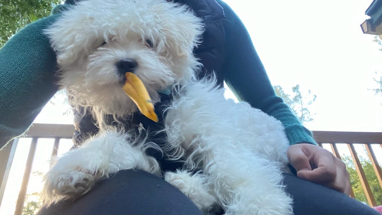 Suspect refuses to help police find puppy stolen from parked car in San Francisco
