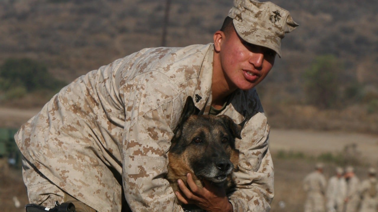Marine dog handlers form special bonds with their 'best friends'