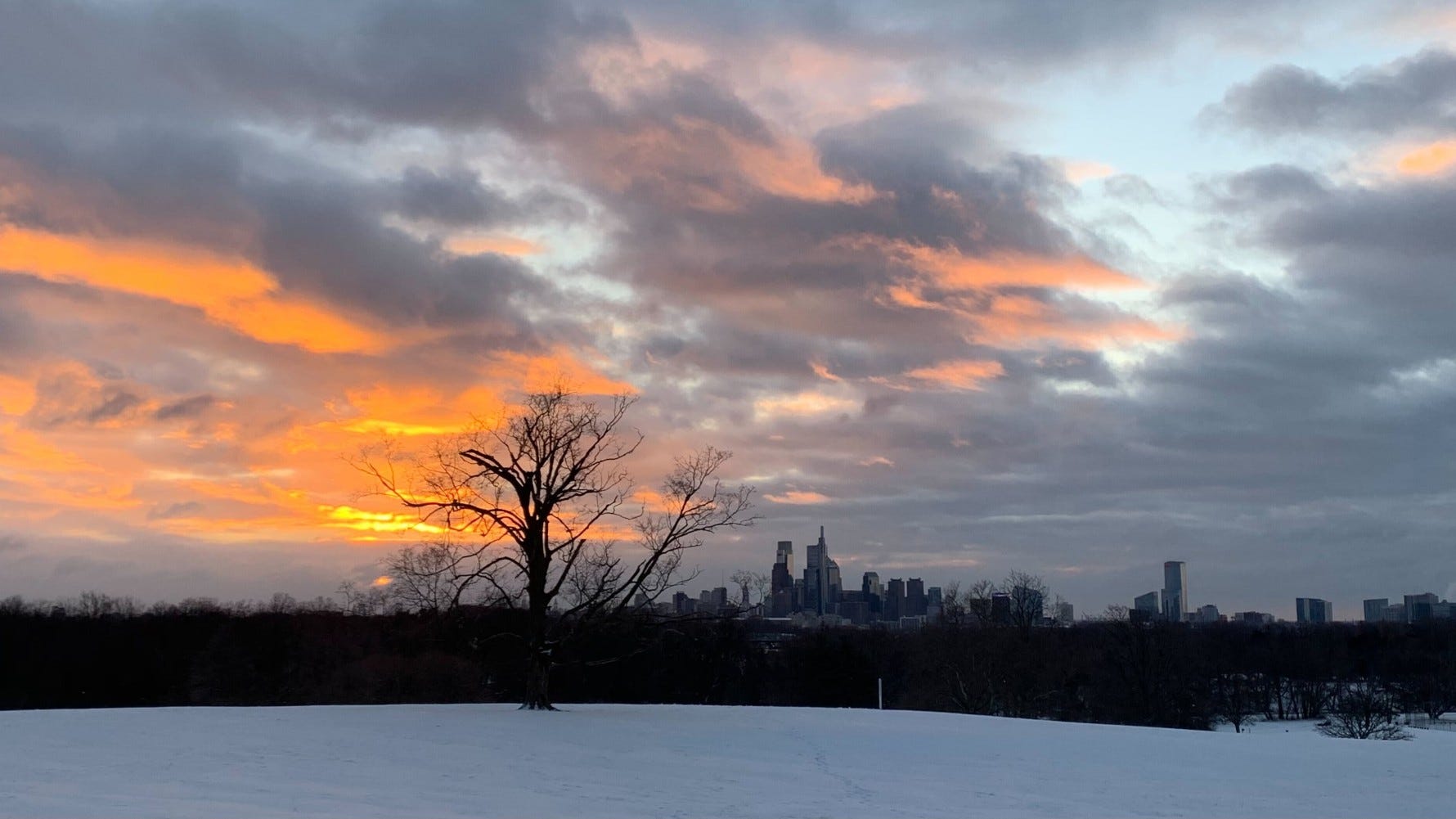 Iconic Fairmount Park sugar maple to get axed