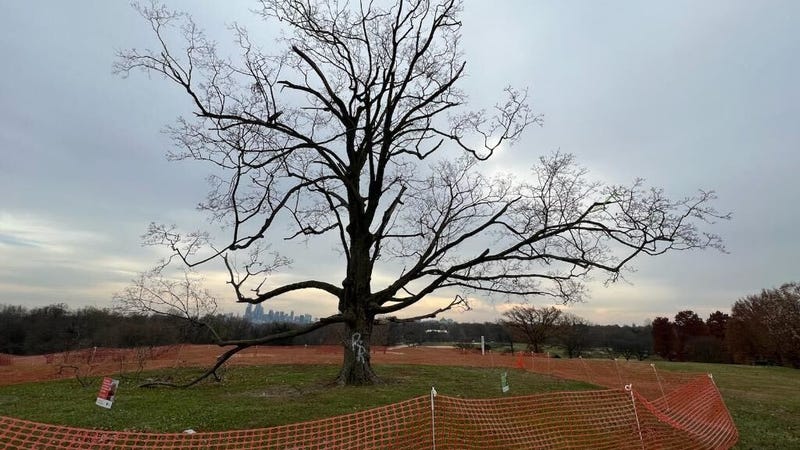 Belmont Plateau Sugar Maple