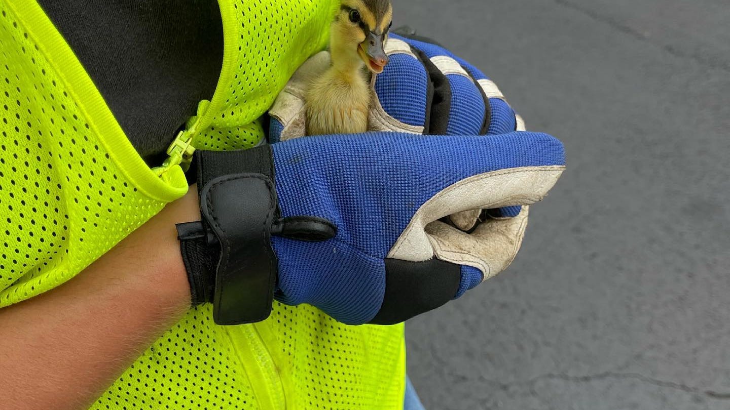 Elgin utility workers credited for saving ducklings