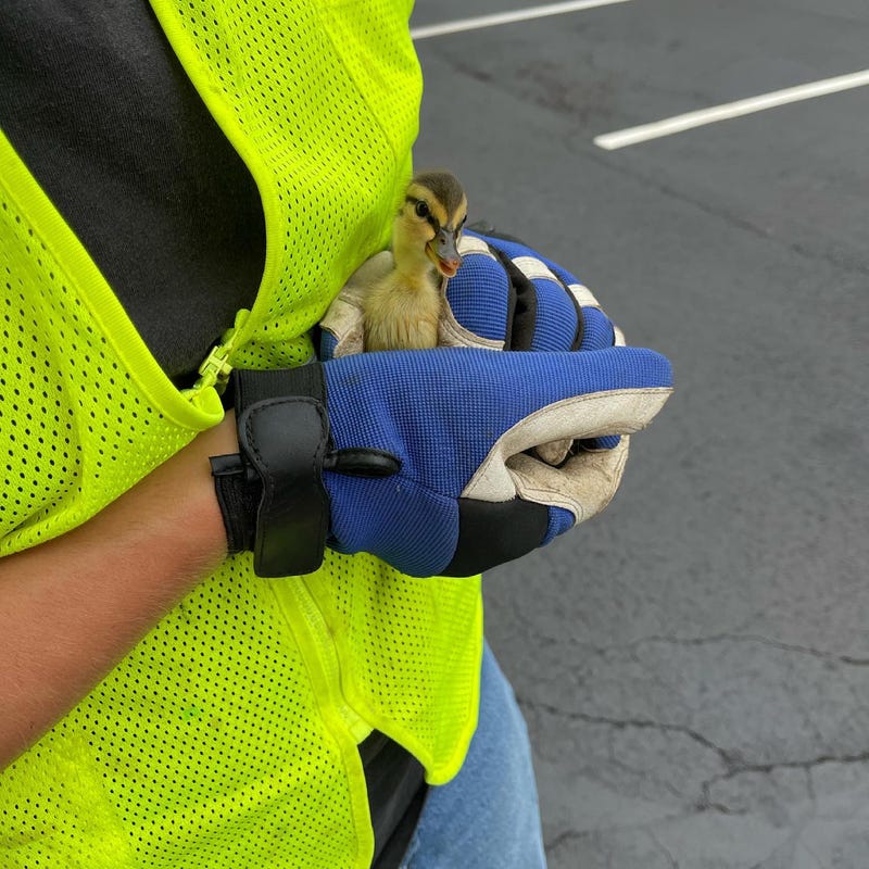 Two suburban utility workers rushed to the rescue after getting a call about a handful of “stuck ducks.”