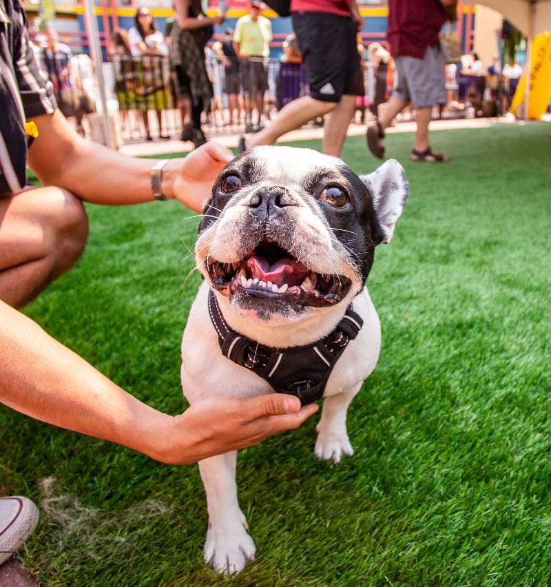 Day of the Dog Festival 2024