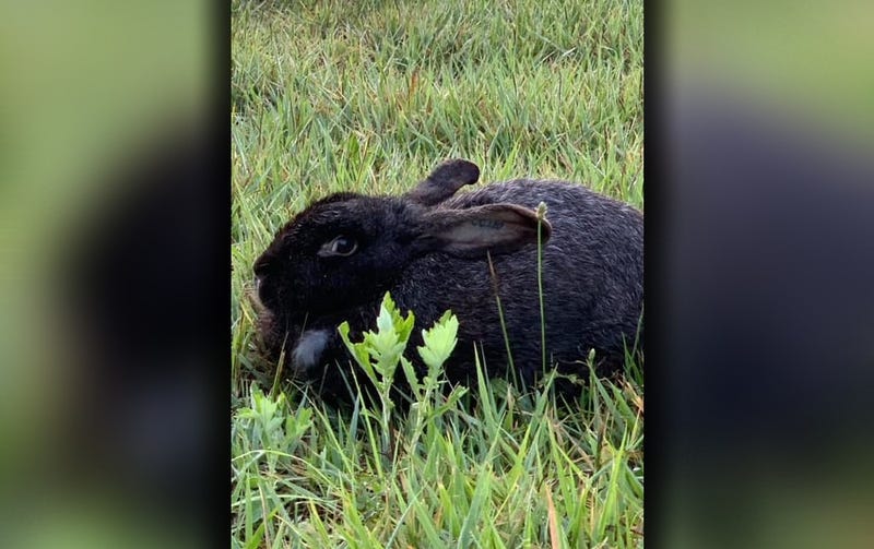 Abandoned Bunny