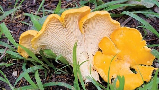 Bright, edible mushrooms ripe for picking across Missouri