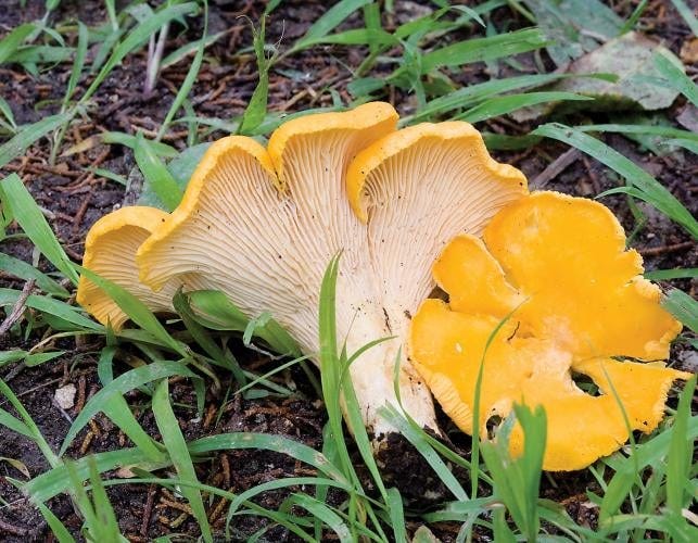 Chanterelle mushroom in Missouri