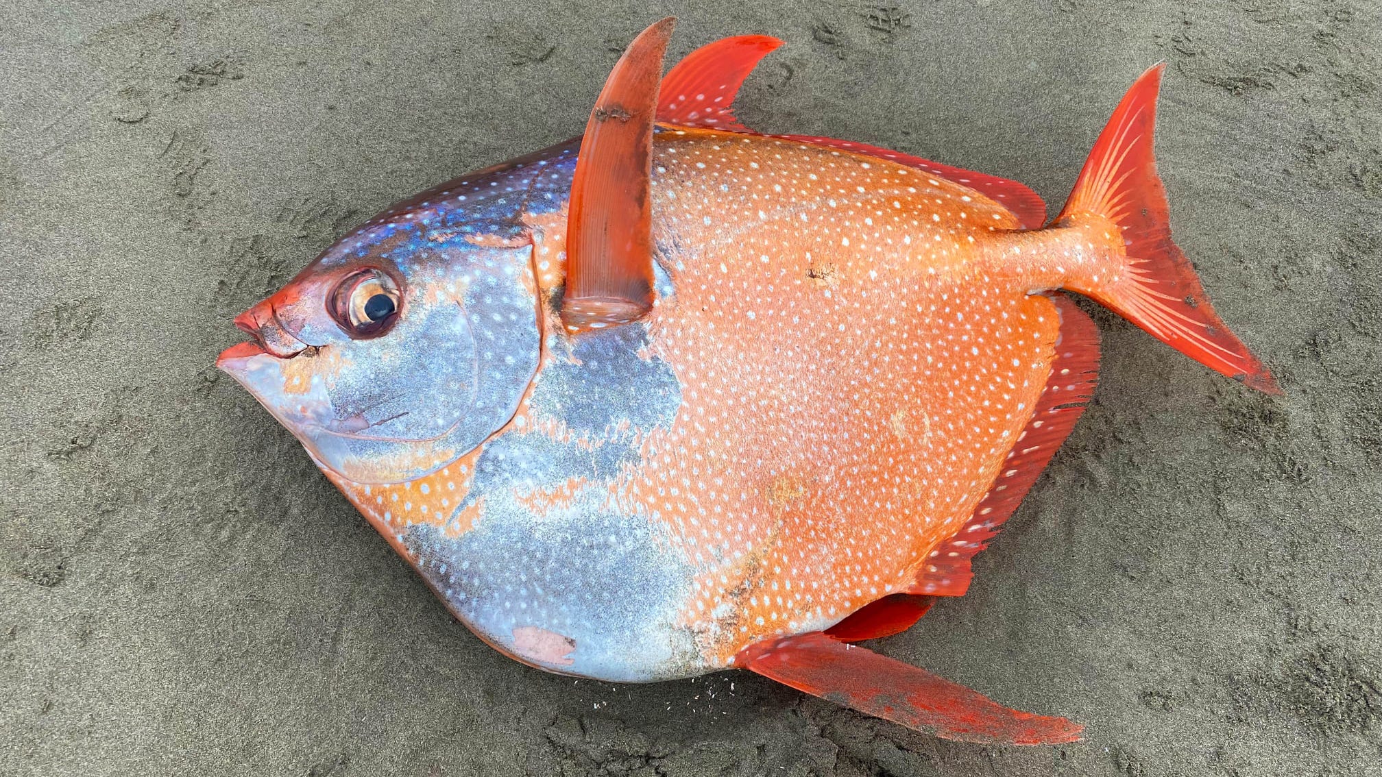 PHOTOS: Gigantic, rare fish washes ashore off Oregon coast