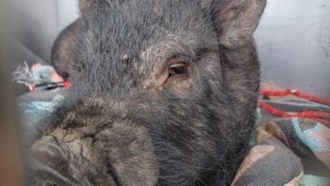 Police discover pig wandering the streets in Eastpointe