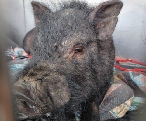 Pig discovered in Eastpointe