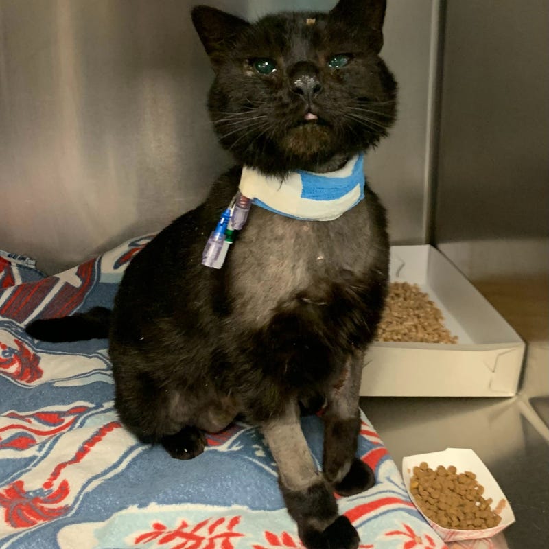 Veterinarians at the Pennsylvania SPCA set Buddy back on the road to recovery.