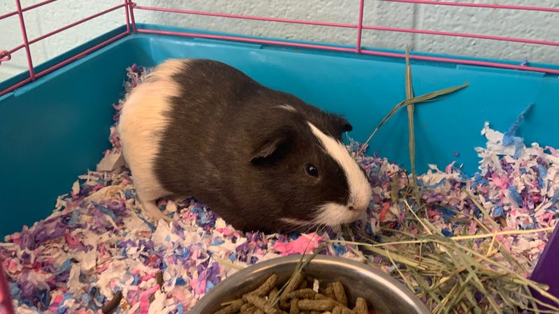Guinea pig