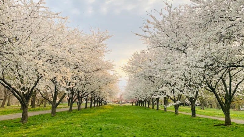 Cherry blossoms