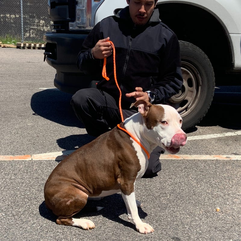 Steven Morales works with a dog named Niala.