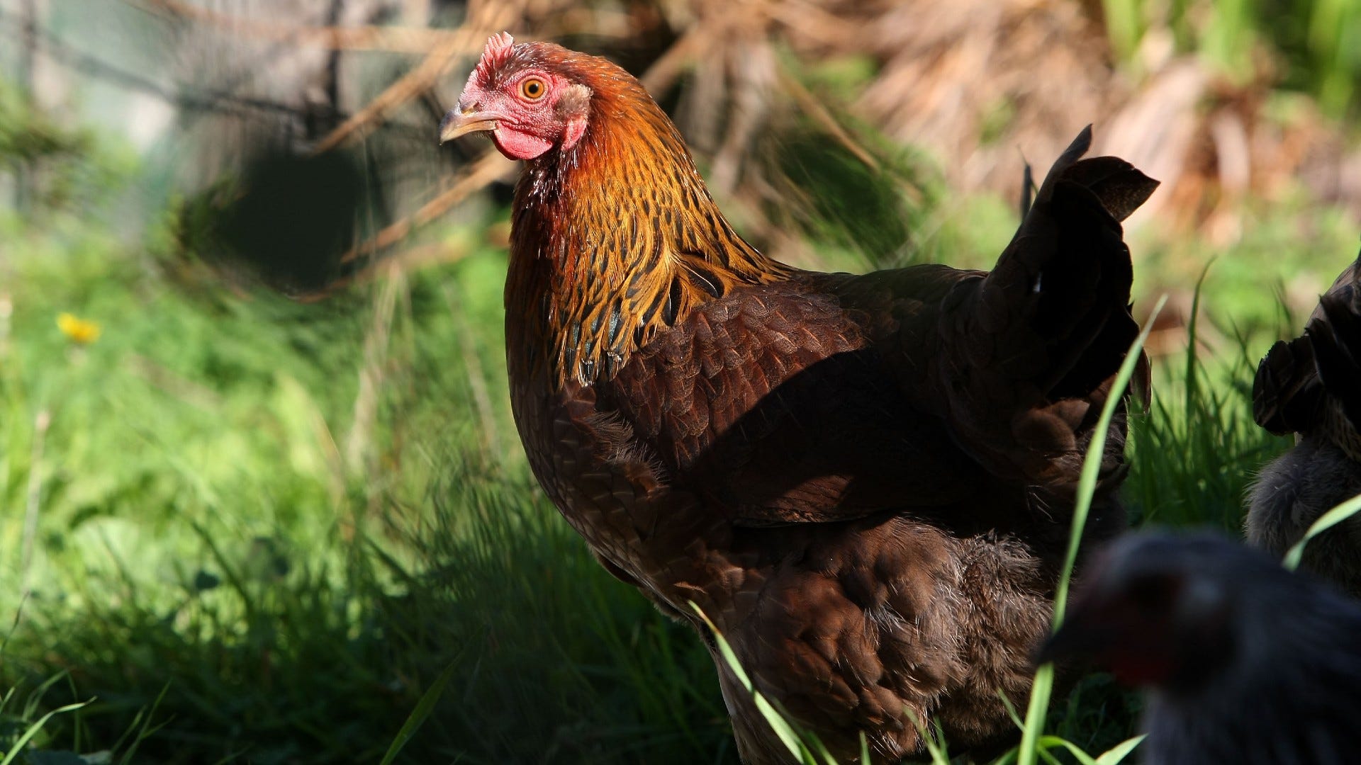 Philly Council looks at easing property tax burden … and legalizing backyard chickens