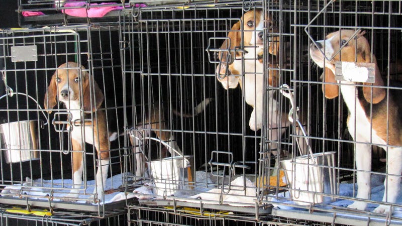 Brandywine Valley SPCA received 23 beagles rescued from a Virginia breeding facility.