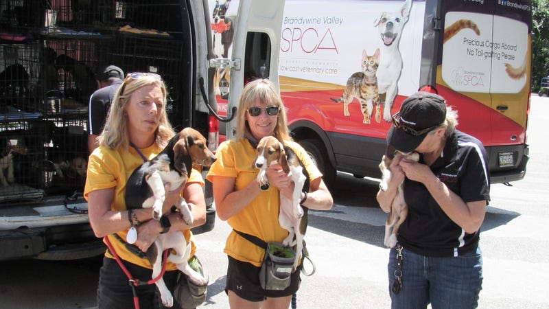 Brandywine Valley SPCA received 23 beagles rescued from a Virginia breeding facility.