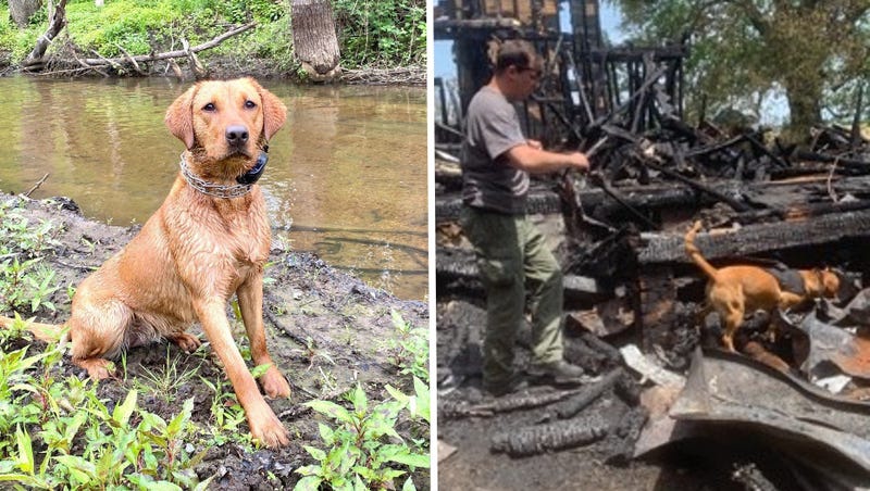 Gloucester County fire marshal K9