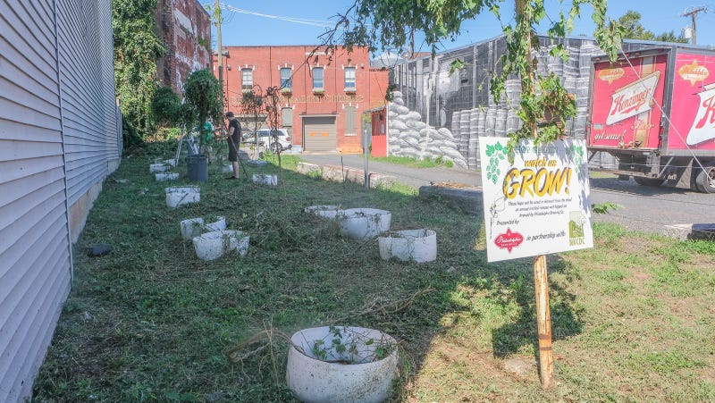 The remains of the hops which Philadelphia Brewing Company had grown for a special fall beer before a City of Philadelphia crew mistook the hops for weeds and cut them down, owners of the brewery say.