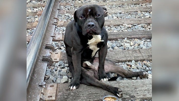 Abandoned dog found on train tracks recovering after spinal surgery