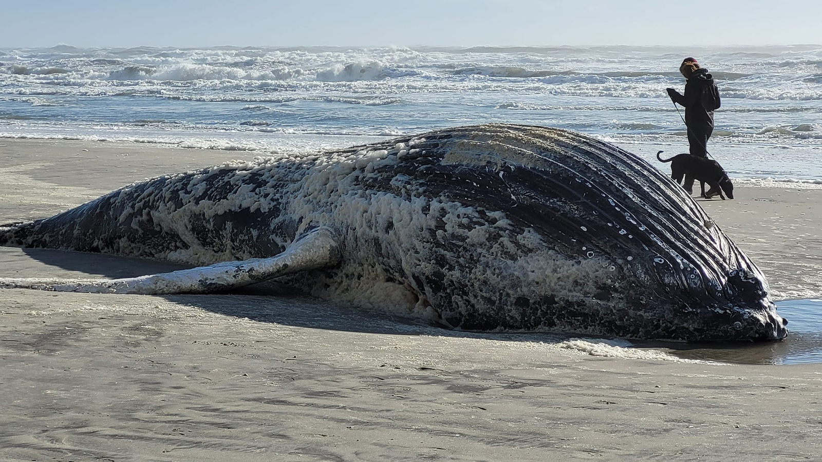 Consensus mounts that wind farms are not to blame for increase in NJ whale deaths