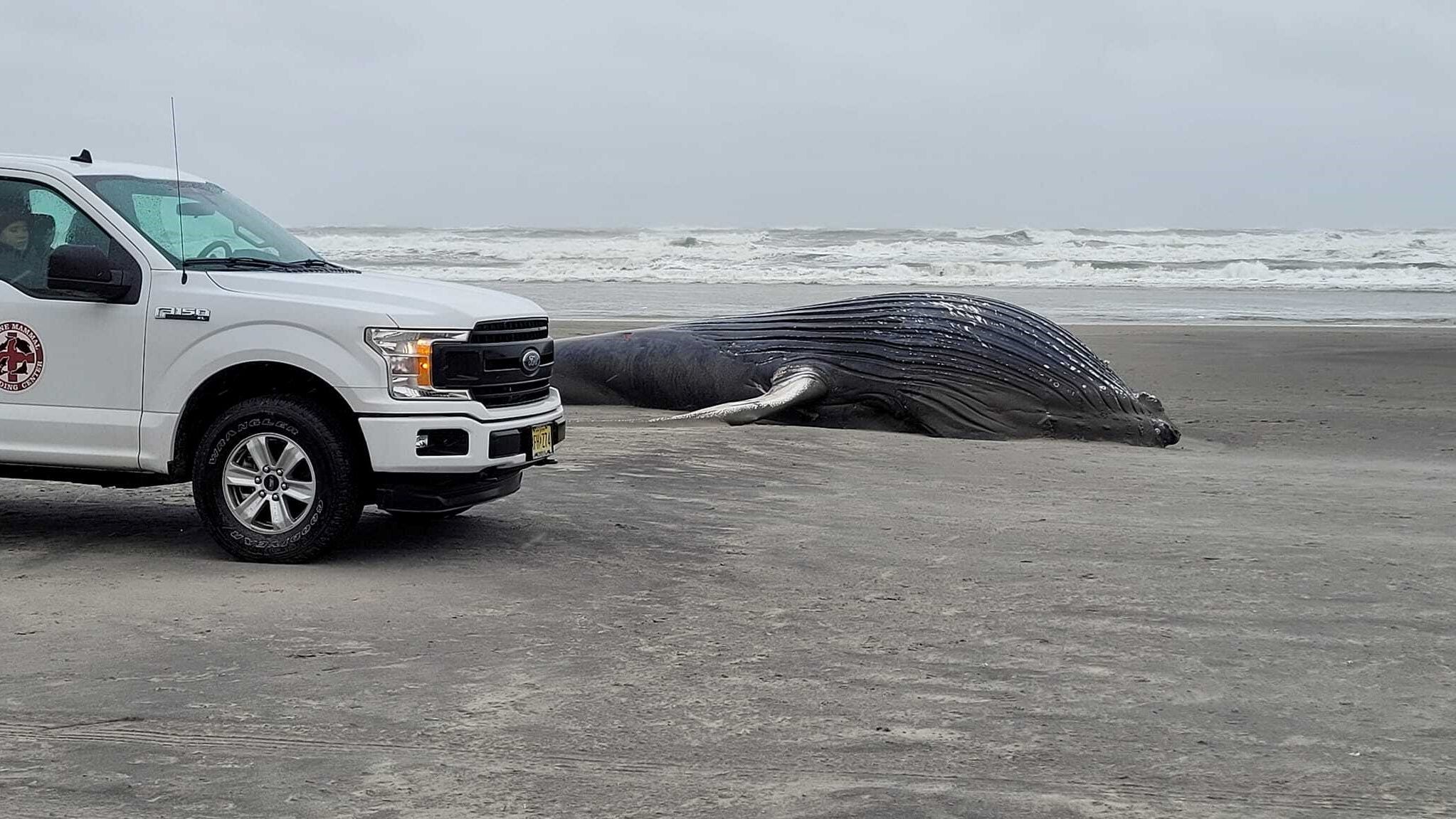 In wake of whale deaths, NJ GOP wants halt to offshore wind activity