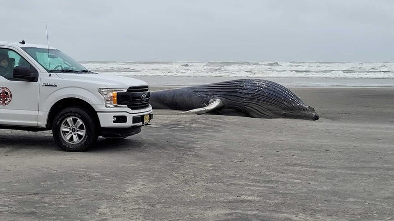 A dead whale on the Atlantic City shore.
