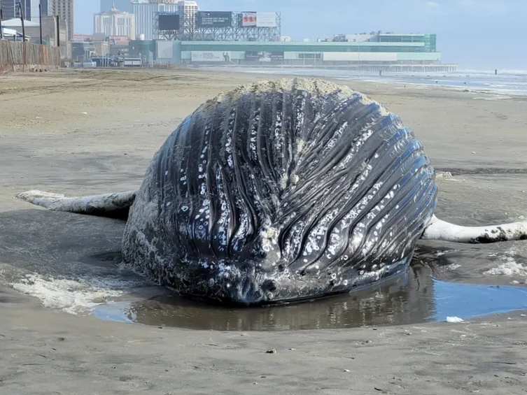 A whale washed up on the Atlantic City shoreline on Friday, Dec. 23, 2022