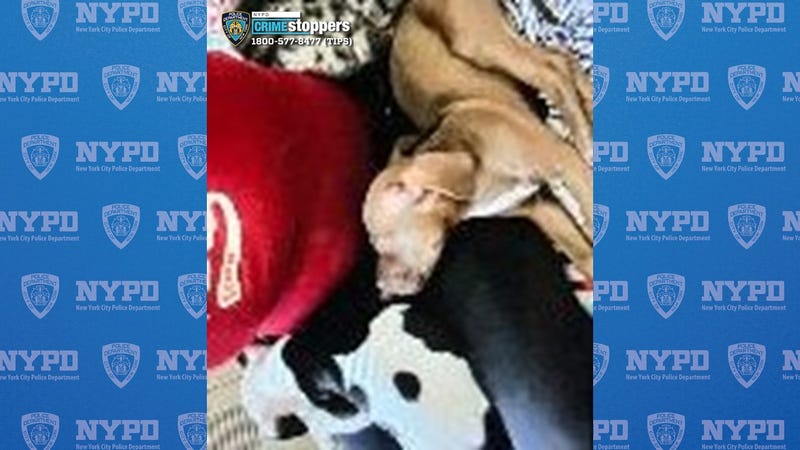 A woman was assaulted in the Bronx and her two dogs stolen earlier this month.