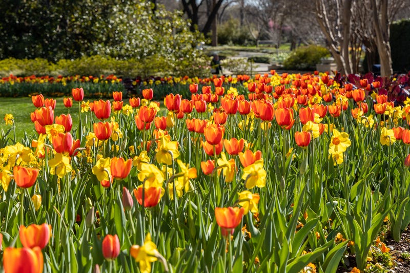Dallas Arboretum