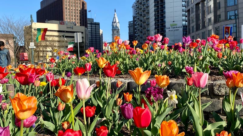 Tulips in Logan Square