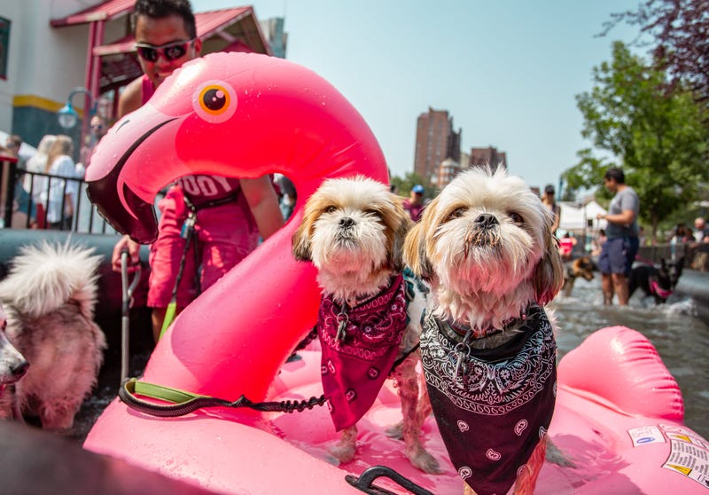 Day of the Dog Festival 2024