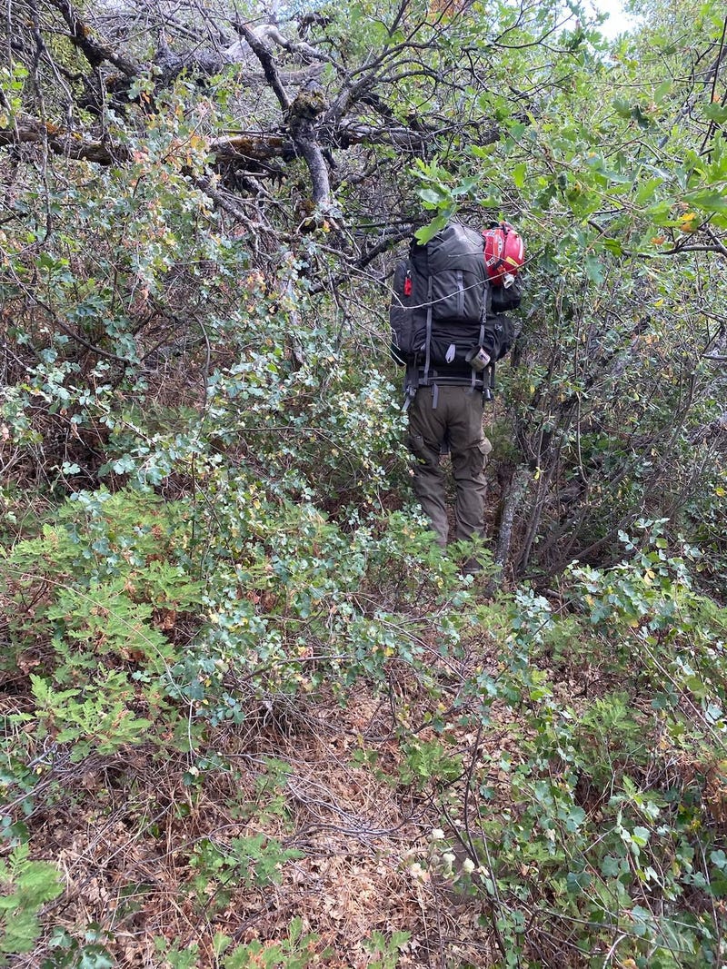 An NPS ground searcher makes their way through dense brush while searching for Matthew Thoke.