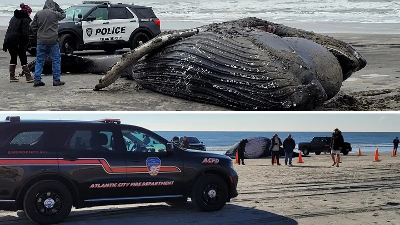 Why have 3 dead whales washed up on Jersey Shore beaches in a month?