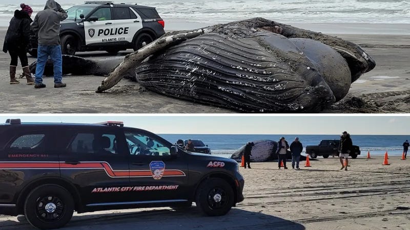 A dead humpback whale washed ashore in Atlantic City on Dec. 23 (top) and another washed up on Jan. 7 (bottom).