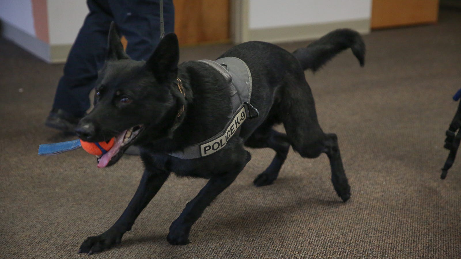 Penn puppy graduates are helping local communities