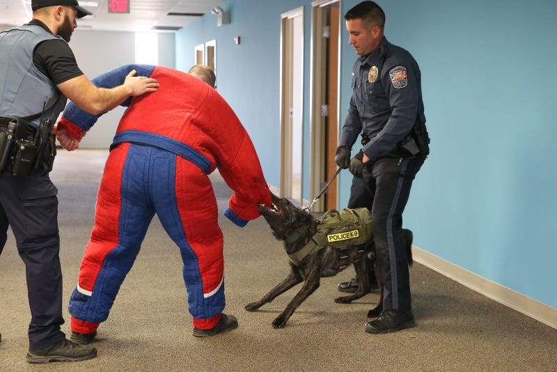 A K-9 in the middle of law enforcement training, run by Penn Vet.