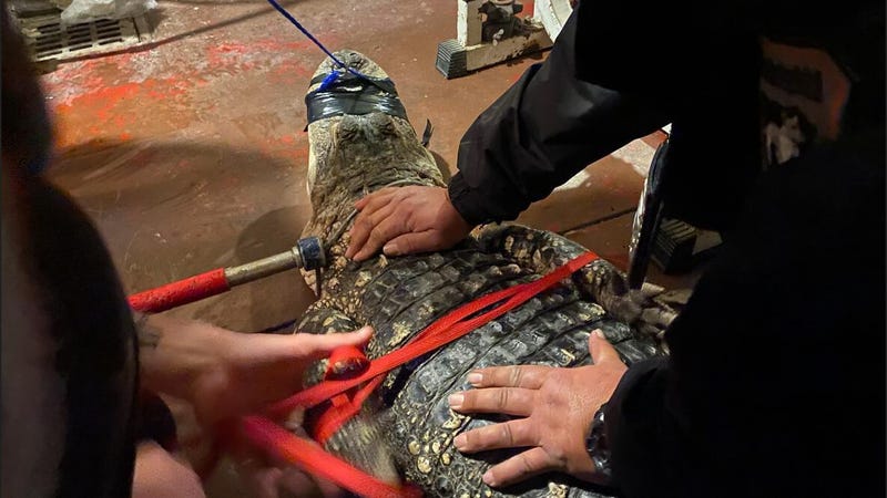 This 8-foot alligator was removed from a North Philadelphia basement just last month.