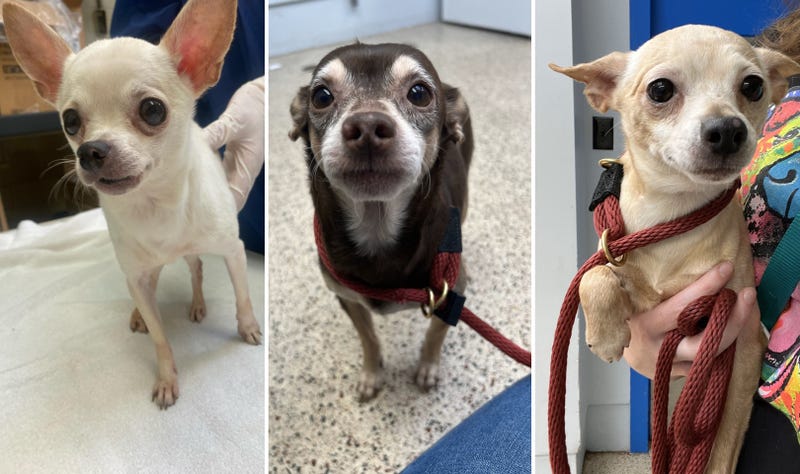 The Pennsylvania SPCA is making more than 70 chihuahuas recently rescued from a Kensington row home available for adoption.