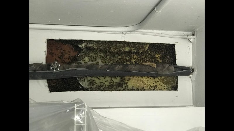 Bees inside of closet