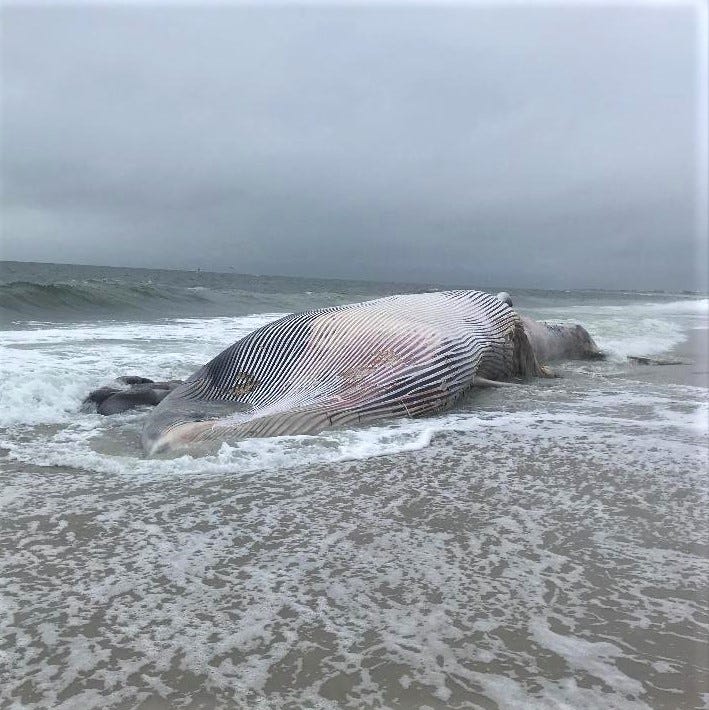This whale washed ashore dead on a New Jersey beach.