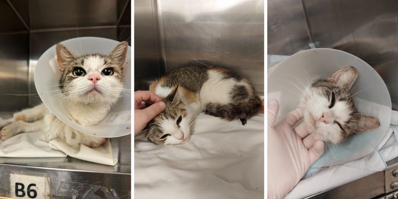 Kimiko, a 1- to 2-year-old cat, is recovering nicely after being found Thursday with an arrow through her right thigh.