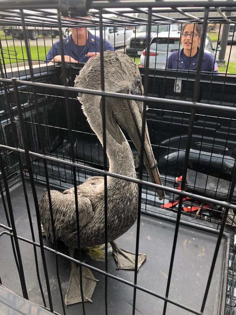 Pelican