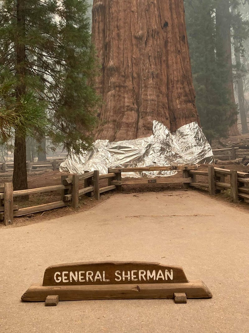 The KNP Complex Fire has reached some of the giant sequoia trees in Sequoia National Park.