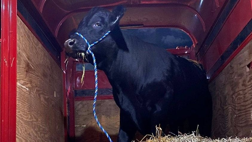FOUND: Runaway bull that shutdown part of LI highway captured after 2-month search