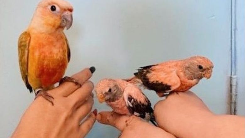 3 parakeets stolen from NJ pet store safely returned with note of apology